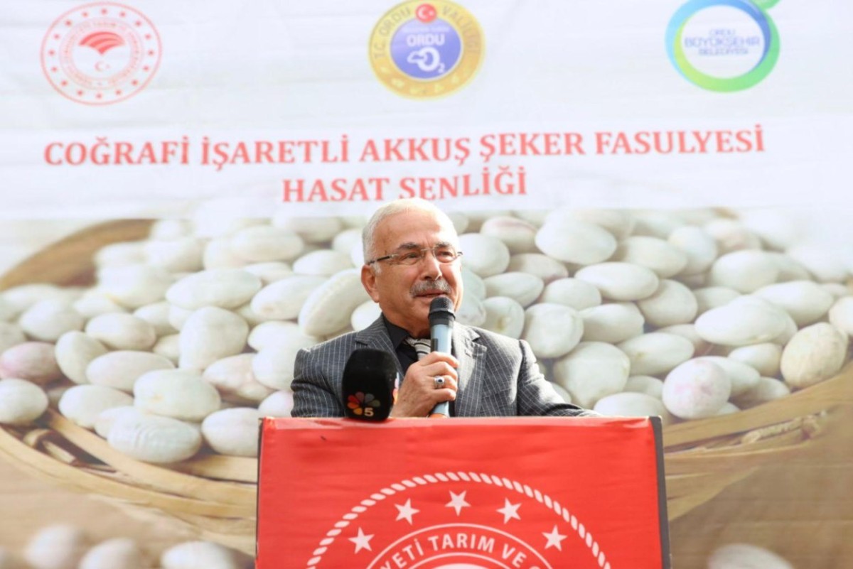 Akkuş Fasulyesinde Hasat Başladı