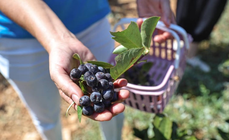 Antalya Büyükşehir’in Destekleri Üreticiyi Sevindirdi