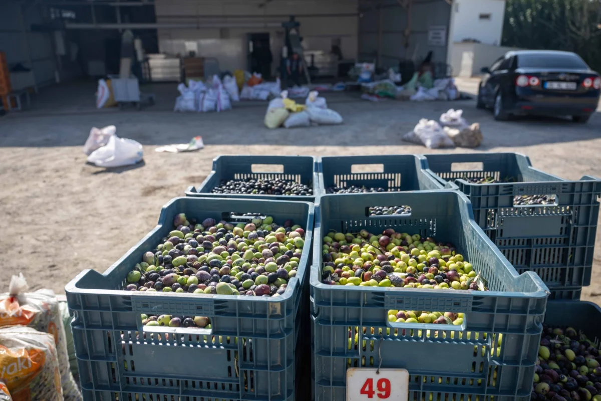 Bornova’da Zeytin Dalından Sofraya Ücretsiz Destek