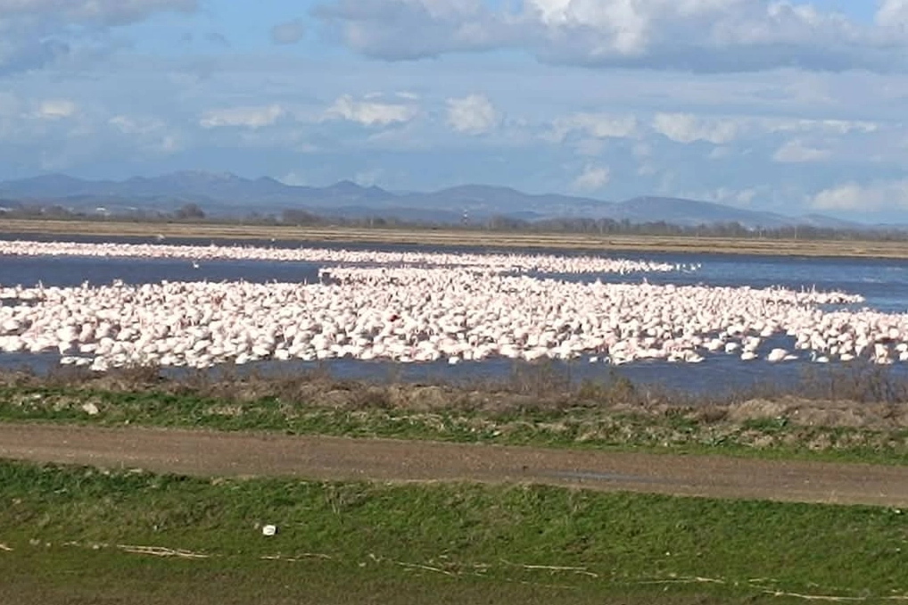 CHP’li Yazgan’dan Gala Gölü’nün Korunması İçin Soru Önergeleri