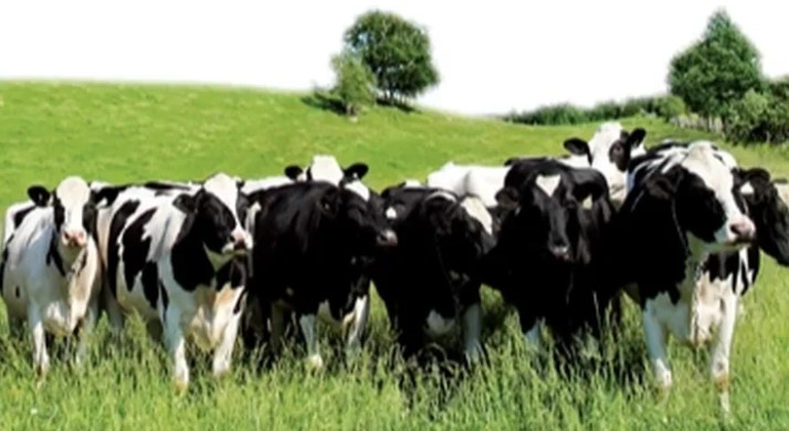 Edirne’de Hayvan Hareketlerine Aşı Kısıtlaması Getirildi