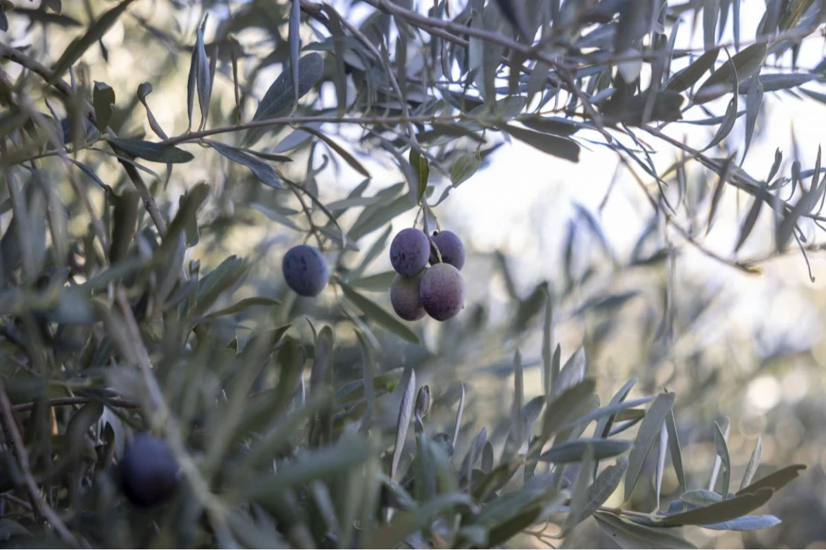 Mersin Büyükşehir’in Fidan Destekleri Üreticiyi Sevindirdi