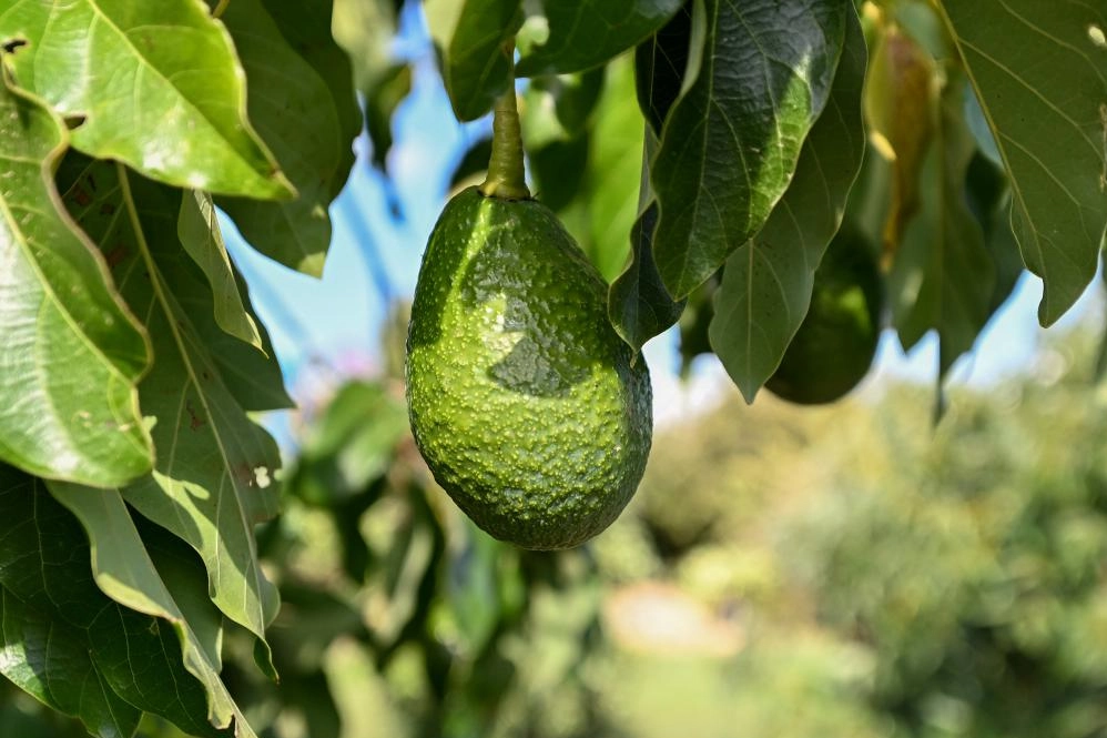 Mersin’de 22 Binin Üzerinde Avokado Fidanı Üreticilere Dağıtıldı