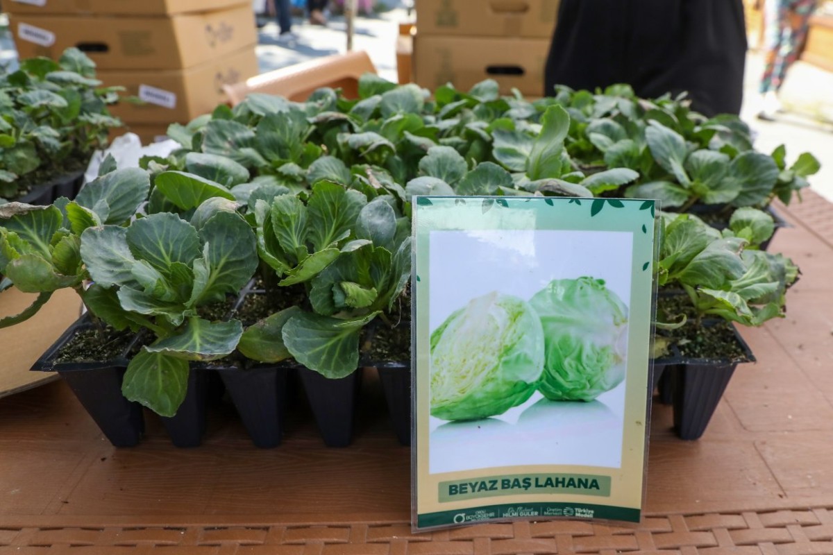 Ordu’da Kışlık Sebze Seferberliği: 200 Bin Fide Üreticilerle Buluşuyor